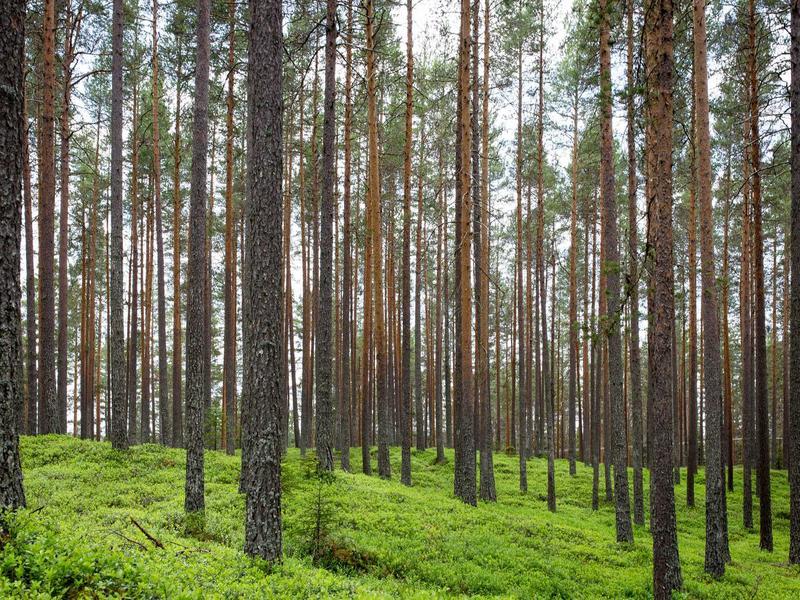 What makes Konaseema farms unforgettable